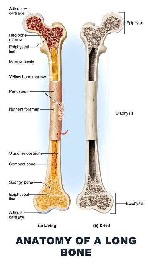 Anatomy of a Long Bone - #anatomy images illustrations #anatomy images character design #anatomy ...