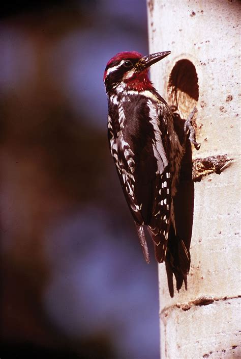 Sapsucker | Woodpecker, Migration, Diet | Britannica