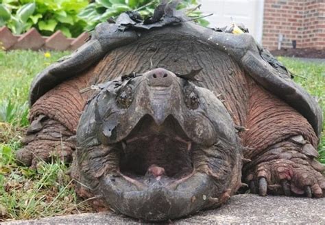 Nonnative alligator snapping turtle caught in Fairfax County - WTOP News