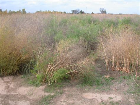 Disease of Asparagus in Oklahoma | Oklahoma State University