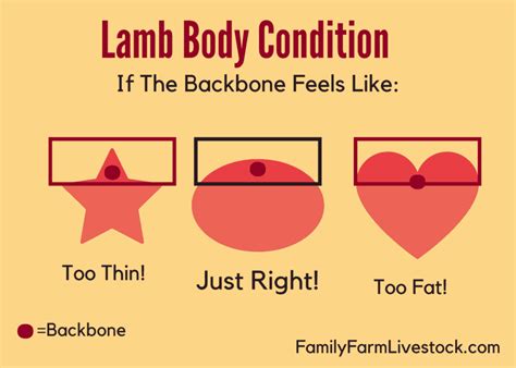 Is Your Lamb Is Ready To Butcher? 3 Things To Check – Family Farm Livestock