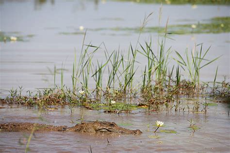 270+ Burkina Faso Wildlife Stock Photos, Pictures & Royalty-Free Images ...