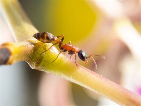 Free Images : ant, macro photography, pest, close up, membrane winged insect, organism ...