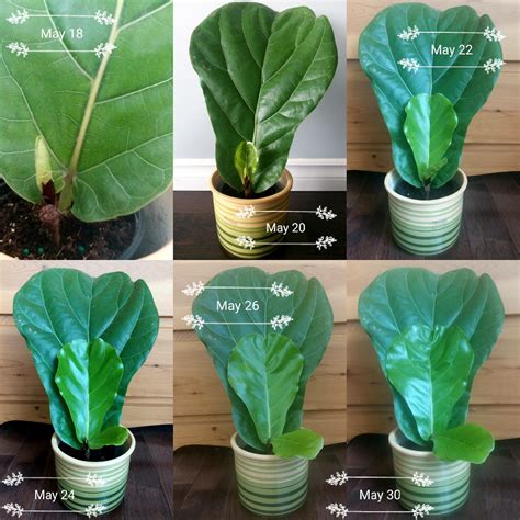 fiddle leaf fig propagation...success! : r/plants