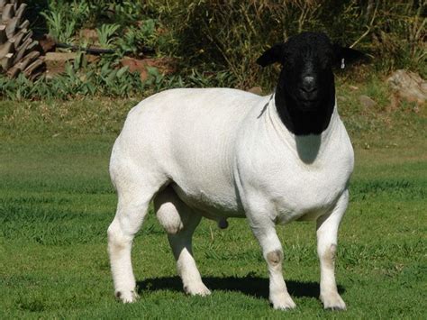 dorper sheep - Recherche Google | Dorper sheep, Sheep farm, Sheep