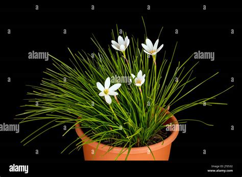 White zephyr lily, Zephyranthes candida, in pot against black background Stock Photo - Alamy