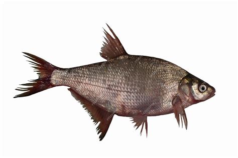 Premium Photo | Bream fish isolated on white