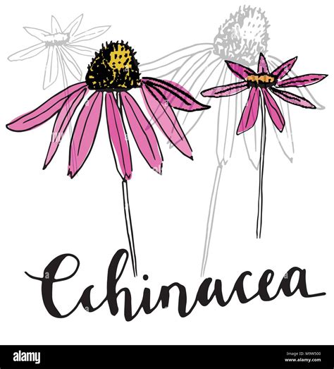 Echinacea vector drawing. Isolated purpurea flower and leaves Stock ...