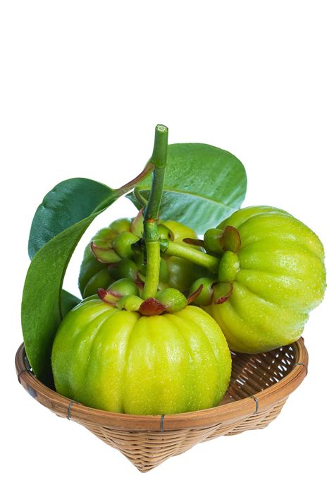 Garcinia Cambogia: Health benefits, Health Risk, and Precautions ...