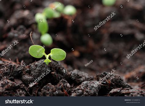 Strawberry Seed Germination Stock Photo 1315300913 | Shutterstock