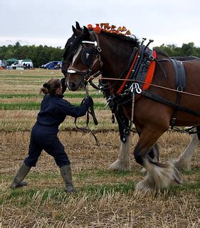 Shire Horse Ploughing | Beyton Heavy Horse Show 23-9-2012 | Flickr
