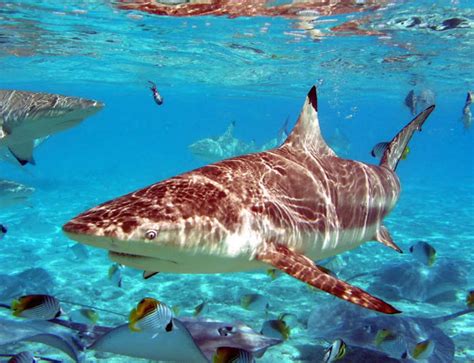 Tiger Shark | The Biggest Animals Kingdom