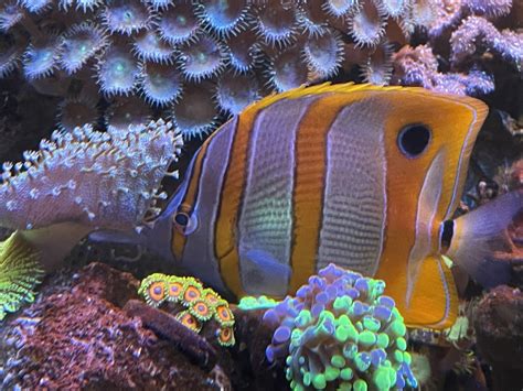 Copper Banded Butterfly Diet Advice | Reef2Reef