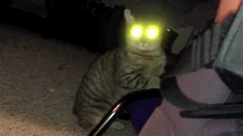 Cat with Creepy Glowing Eyes - YouTube