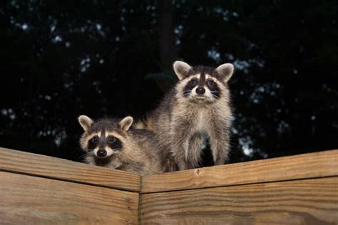 The Safest Way to Get Rid of Raccoons Near Your Home | Raccoon Removal ...