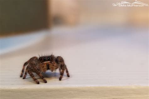 Bold Jumper Spider Images – Mia McPherson's On The Wing Photography
