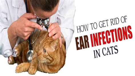 Cat Ear Infections Discharge - Cat Meme Stock Pictures and Photos