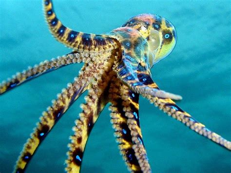 9 Deadliest Sea Animals You've Never Heard of