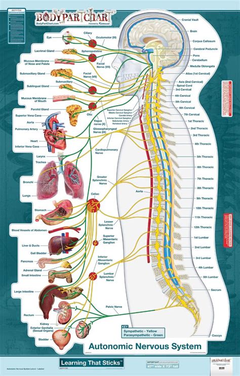 BodyPartChart™ Autonomic Nervous System (Lateral View) Wall Decal ...