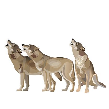 Wolf Pack Howling Stock Illustration - Download Image Now - Wolf, Group ...