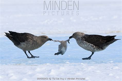 Minden Pictures - South Polar Skua (Stercorarius maccormicki) pair ...