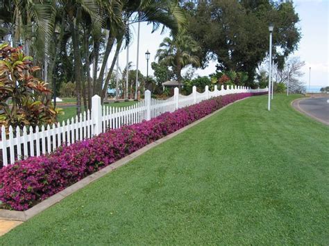 A low bougainvillea hedge in the Caribbean, though this may be the dwarf variety ...