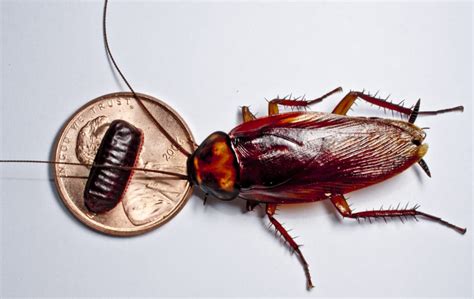 Top 7 Signs of a Cockroach Infestation (And What to Do)