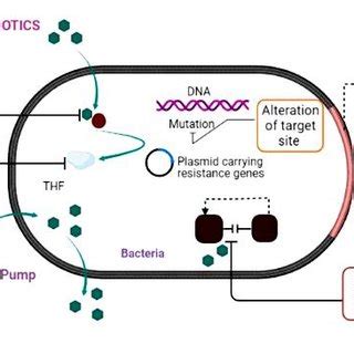 Evolution of Bacterial Cell to MDR Bacteria. | Download Scientific Diagram