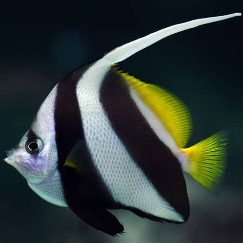 Black & White Heniochus Butterfly (Heniochus acuminatus) | Marine fish ...