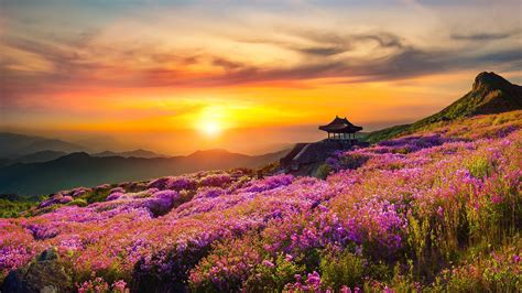 Mountain Flowers Wallpapers - Top Free Mountain Flowers Backgrounds ...