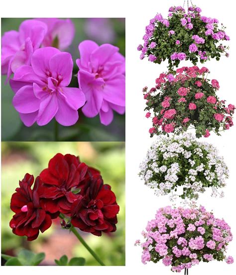 Trailing Geranium Double Flowering Collection - 6 Starter/Plug Plants ...