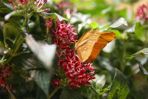 The Butterfly Pavilion at the Natural History Museum is so dreamy | DC ...