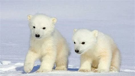 Pin on ALaSkA! PolaR BeaR ... EXPRESS (& others) | Baby polar bears, Polar bear cub, Polar bear