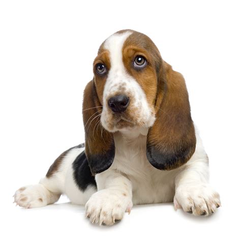 Basset Hound Puppy Pictures Information | Puppy Pictures and Information