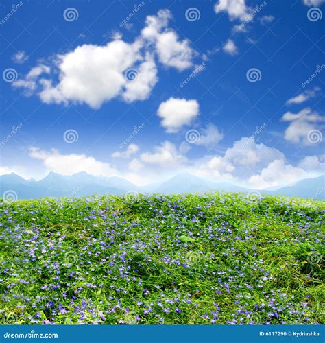 Green Field Beautiful, Flowers Stock Photo - Image of backgrounds, outdoors: 6117290