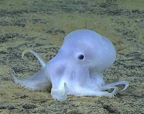 Octopus dubbed Casper the friendly ghost could be new species | Ocean creatures, Sea animals ...