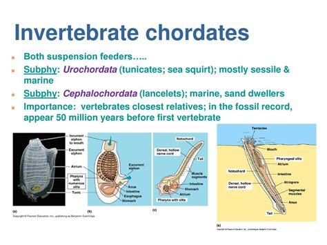 Chapter 34 ~ Vertebrate Evolution and Diversity. - ppt download