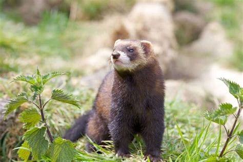 European Polecat - Worldwide Nature