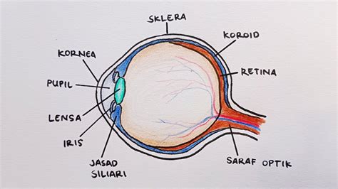 Menggambar Mata dan Bagian Bagiannya Mudah - YouTube