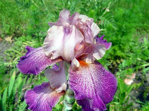 Light purple iris | An iris, with variations of purple, in a… | Flickr