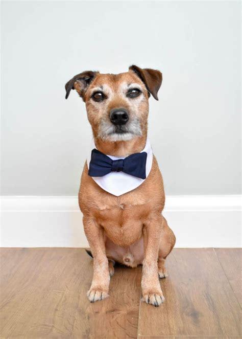 Dog Wedding Attire Dog Bow Tie. Dog Wedding Bandana Dog Outfit. Dog Bandana. Dog Collar. Dog ...