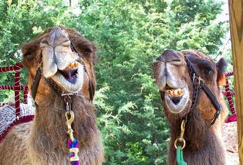 Laughing Camels Photograph by Steve Anderson