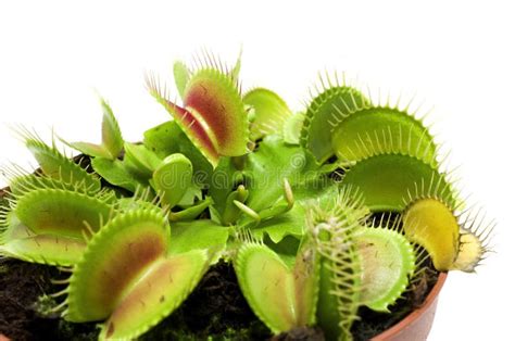 Venus Flytrap - Carnivorous Plant Stock Photo - Image of trap, plant: 10391970