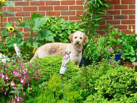 Top 5 Sturdy Garden Plants for Dog Owners | Dog safe plants, Dog friendly plants, Dog friendly ...