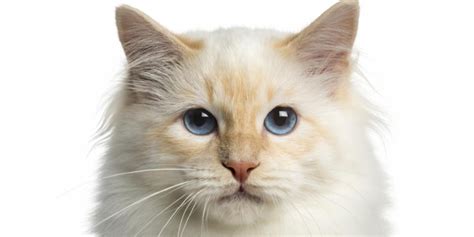 Birman Cat Breed: Size, Appearance & Personality