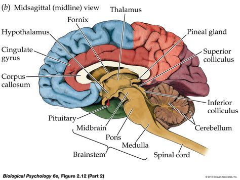 Psychology Brain Diagram