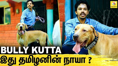 அலங்கு நாயும் , BULLY KUTTA-வும் ஒண்ணா ? : Paari saalan Interview ...