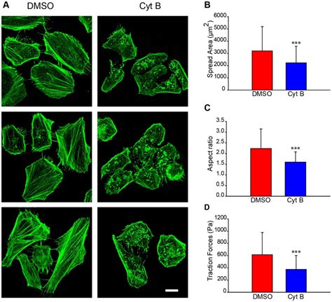 The images show that Cytochalasin B affects cellular structure and... | Download Scientific Diagram