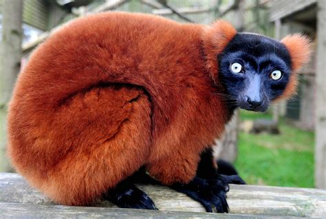 Red Ruffed Lemur : r/pics