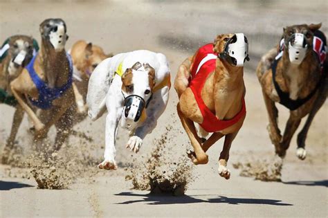 Gulf Greyhound Park, one of the largest dog racing tracks in the state, closes down after 29 ...